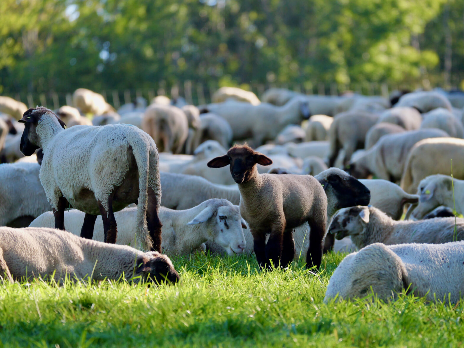Betriebsausflug: Jetzt wird’s Schaaf!